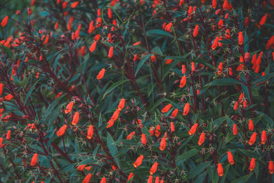 Full frame shot of red flowering plants