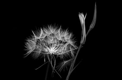 Close-up of flower against black background