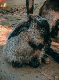Close-up of a dog on field