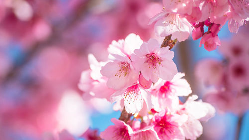 Close-up of pink flowers on branch