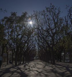 Road passing through trees