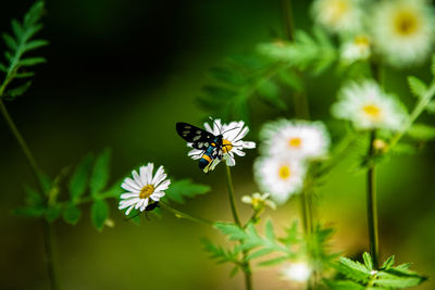 Close-up of bee on flower