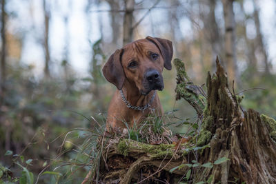 Portrait of dog at forest