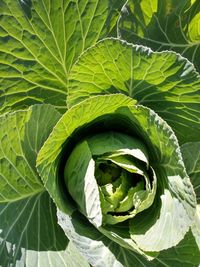 High angle view of leaves in plant