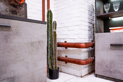 Low angle view of potted plant on wall