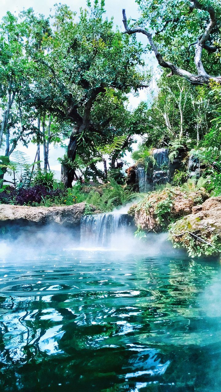 VIEW OF WATERFALL IN FOREST