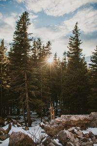 Sunlight streaming through trees during winter on a mountain snowy top