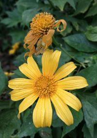 Close-up of yellow flower blooming outdoors