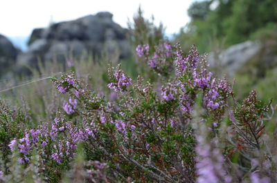 Close-up of purple flowers blooming