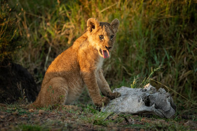 Lion cub sitting on grassy field