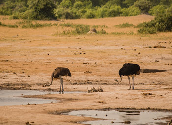 Sheep on landscape by water