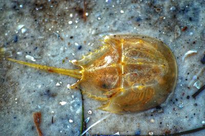 Close-up of snail