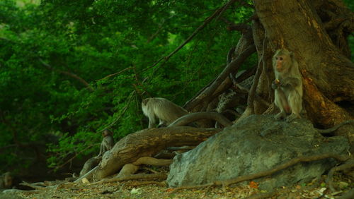 Monkey sitting on tree in forest