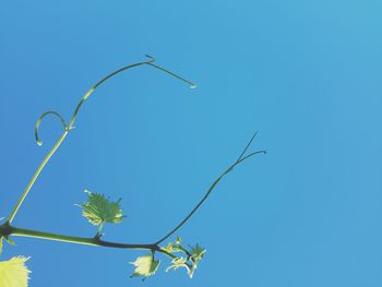 Low angle view of plant against clear blue sky