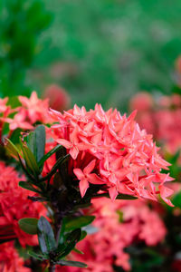 Close-up of red flowers blooming outdoors