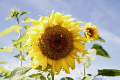 Close-up of bee on sunflower