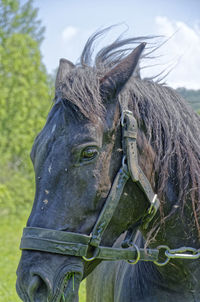 Close-up of a horse on field