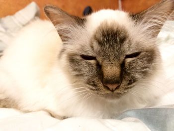 cat