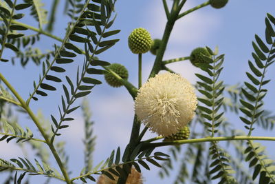 Low angle view of flowering plant against sky