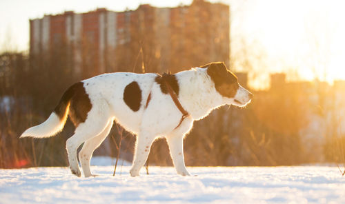 View of dog on snow covered land