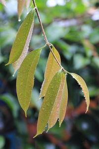 Close-up of wet maple leaves on tree during autumn