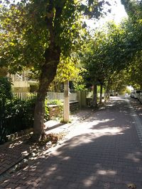 Footpath by trees in park