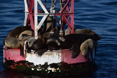 Sea lions stacked on top of a buoy to sun themselves and dry out