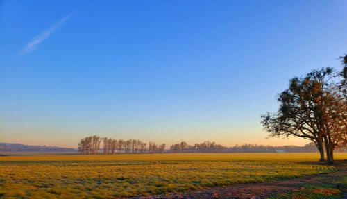 Scenic view of field against clear blue sky