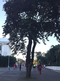 Woman standing on tree trunk