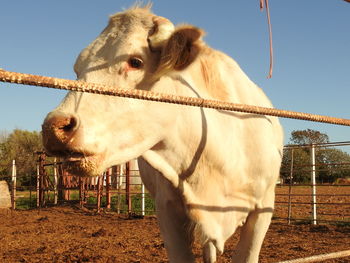 Horse standing in ranch against sky