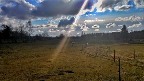 Scenic view of field against sky