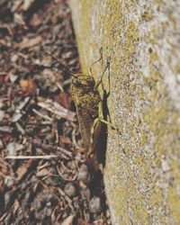 Close-up of insect on tree trunk