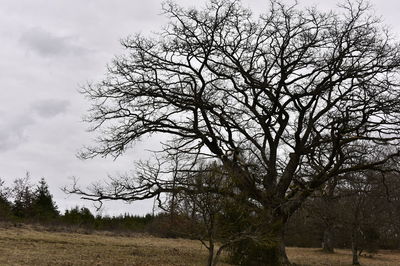 Bare tree on field against sky