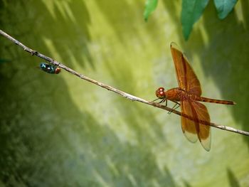 Close-up of dragonfly on twig