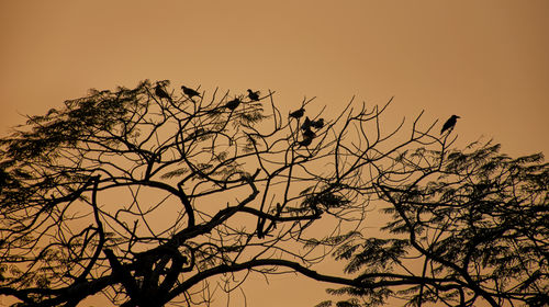 Low angle view of silhouette birds perching on tree against sky