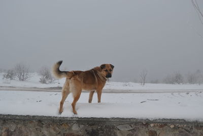 Dog standing on snow covered land