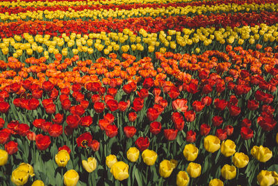 Full frame shot of multi colored tulips in field