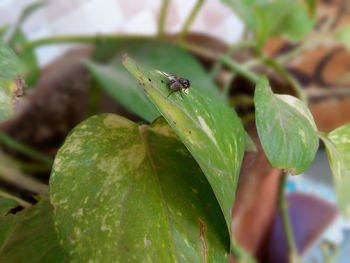 Close-up of insect on leaf