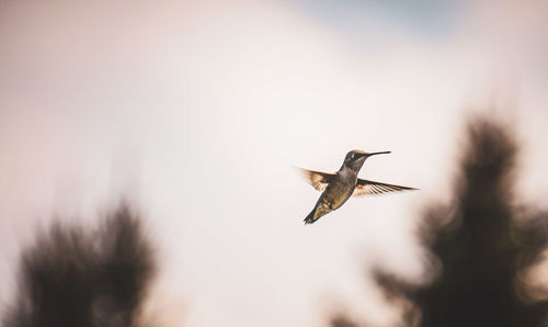 Low angle view of bird flying against sky