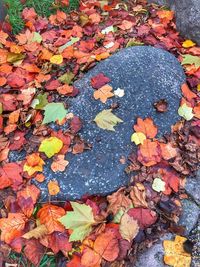 High angle view of autumn leaves on rock