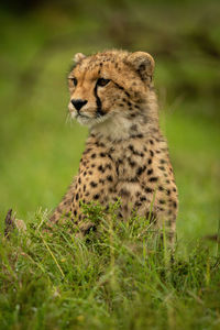 View of a cat looking away