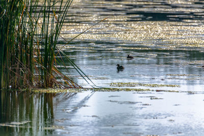 View of birds swimming in lake