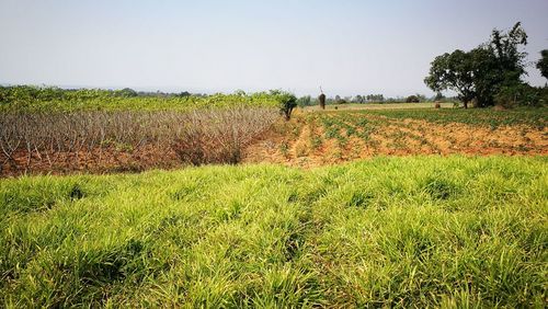 Scenic view of field against clear sky