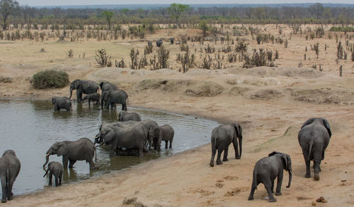 Elephants in the savanna of in zimbabwe, south africa