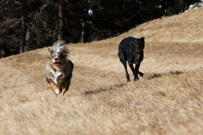 Dog running on ground