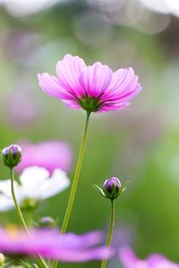 Close-up of purple flowers