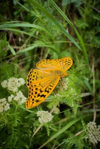 Butterfly on flower