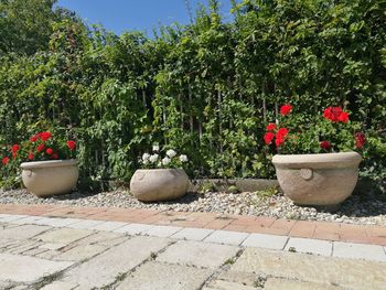 Potted plants against trees