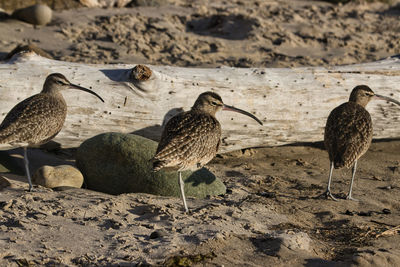 Flock of birds on beach