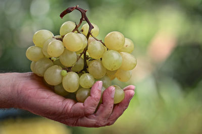 Close-up of hand holding grapes